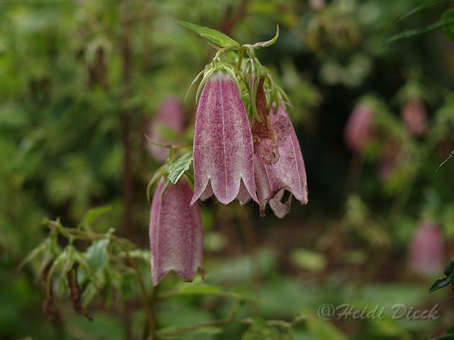 Campanula punctata Rubriflora.jpg